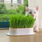 1Pc Hydroponic Cat Grass Growing Pot (Without Seeds), Plastic Pet Bowl