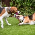 Interactive Dog Chew Toy - Keep Your Pet Entertained And Active With This 1Pc Knot Toy! - Image 10