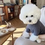 1Pc Stylish Pet Turtleneck Sweater - Soft Polyester, Round Neck, Machine Washable, Ideal For Small To Medium Breeds, Autumn & Spring Fashion, Pet Clothing | Stylish Petwear | Texture - Image 7
