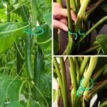20/50/100/200Pcs, Plant Clips For Climbing Plants Garden Clips Plant Support Clips For Tomato Gardening Clips Vegetable Clips For Support For Securing Plants - Image 8