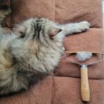 Petpro Multi-Surface Pet Hair Remover Scraper - Deep Cleaning Steel Lint Brush For Carpets, Sofas, And Furniture - Non-Electric, Manual Operation For Dogs And Cats, Without Battery - Image 4