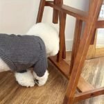 1Pc Stylish Pet Turtleneck Sweater - Soft Polyester, Round Neck, Machine Washable, Ideal For Small To Medium Breeds, Autumn & Spring Fashion, Pet Clothing | Stylish Petwear | Texture - Image 4