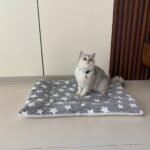 Cozy All-Season Plush Pet Mat | Soft, Thickened Warm Blanket For Cats & Dogs | Machine-Washable, Durable Polyester | Ideal For Autumn & Winter Sleep Comfort | Star Patterned Design, Pet Sleeping Ma - Image 7