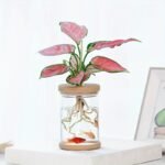 Chic Transparent Hydroponic Planter - Versatile Indoor/Outdoor Glass-Style Pot For Soilless Planting, Perfect For Green Plants & Garden Decor - Image 5