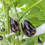 30/150Pcs Tomato Clips, Plastic Trellis Clips, Plant Support Clips, Grape Vine Tomato Vine Vegetables Plants Garden Support Clips To Grow Upright Makes Plants Healthier - Image 12