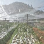 Ultra-Fine 60 Mesh Hdpe Insect Barrier Netting, Transparent 182.88X274.32Cm - Perfect For Fruit Trees, Vegetables & Blueberries, No Power Needed, Durable Plastic Garden Protection, Row Cover, Greenhouse Plants Protection, Mesh Netting - Image 6