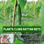 Heavy-Duty Nylon Plant Climbing Net - Portable Flower Vine Climbing Frame For Garden, Vegetable & Flower Plants - Breathable Mesh Design Prevents Damage & Allows Growth, Climbing Plant Support, Sturdy Construction - Image 6