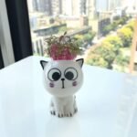 1Pc, Ceramic Flowerpot Mini Cat Shaped Cartoon Cute Potted Plant Desktop Potted Cat Plant Pot Diy Desk Decorate Science Education School Gift - Image 5
