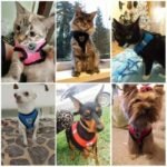 Dog Harnesses Leash, Mesh Cloth Pet Collars, Puppy Breathable Reflective Lead Dog Rope, Adjustable Pet Supplies Christmas Gift - Image 8