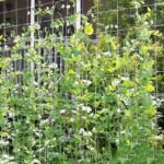 1 Package Of Climbing Plants Measuring 5 By 4.57 Meter, Diy Plant Holder, Gardening Supplies For Flowers, Balcony Gardening Essentials, And Accessories For Planters And Containers. - Image 2