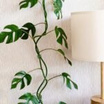 10/20/30Pcs Plant Climbing Wall Fixture Clips, Self-Adhesive Hook Vines Traction Invisible Holder Supporting Wire Fixing, For Garden Wall Clip, Vines Fixing Clips Self-Adhesive Hook Plant Vine Traction For Indoor Outdoor Decoration - Image 9