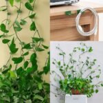10/20/30Pcs Plant Climbing Wall Fixture Clips, Self-Adhesive Hook Vines Traction Invisible Holder Supporting Wire Fixing, For Garden Wall Clip, Vines Fixing Clips Self-Adhesive Hook Plant Vine Traction For Indoor Outdoor Decoration - Image 7